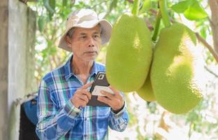 um jardineiro asiático de sessenta anos examina jacas em seu jardim e usa um tablet. foto