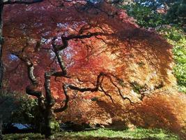 jardim japonês cores de outono árvore de bordo portland oregon
