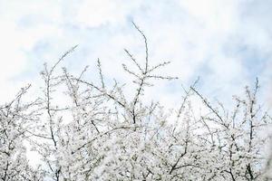 árvores floridas com flores brancas no jardim no fundo do céu foto