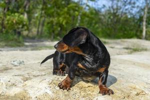 jovem dachshund descansando e relaxando. foto