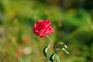 delicada rosa vermelha em um canteiro de flores foto