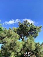 pinheiro em um fundo de céu azul foto