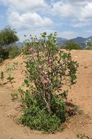 rosa do deserto, etiópia, áfrica foto