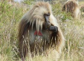 gelada, semien montanhas, etiópia, áfrica foto