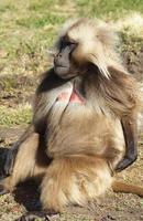 gelada, semien montanhas, etiópia, áfrica foto