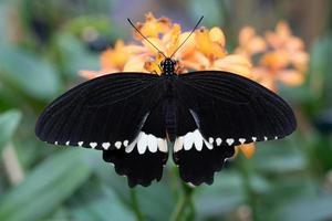 mórmon comum, papilio polites foto