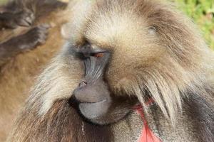 gelada, semien montanhas, etiópia, áfrica foto