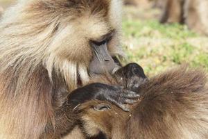 gelada, semien montanhas, etiópia, áfrica foto