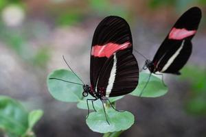 o carteiro vermelho, heliconius erato foto