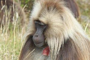 gelada, semien montanhas, etiópia, áfrica foto