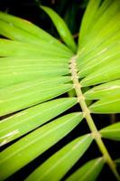 folhas de palmeira de betel foto