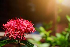 flores de ixora vermelhas florescendo com luz solar natural no jardim. foto