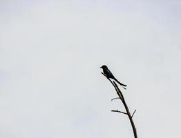 um drongo preto em silhueta empoleirado em uma árvore foto