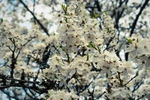 lindas flores brancas de cerejeira. foto