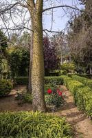 árvores e plantas crescendo no parque contra o céu na cidade histórica foto