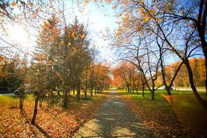 paisagem de outono com estrada e belas árvores coloridas foto