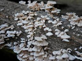 close-up de cogumelos crescendo em tronco de árvore foto