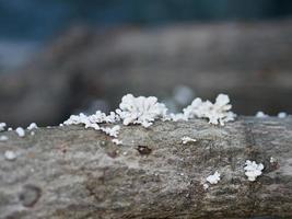 close-up de cogumelos crescendo em tronco de árvore foto