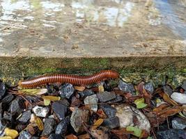 longos passeios de milípede no chão de pedra. foto