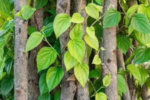 a planta de bétele é plantada em touceiras. betel no galho foto