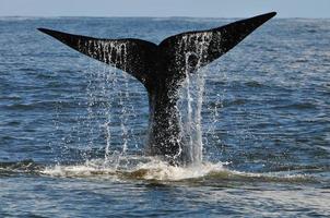 baleia cauda baleia, hermanus, áfrica do sul foto