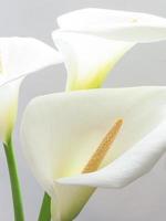 flores de calla branco foto