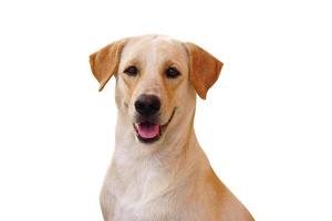 cachorro marrom em um fundo branco foto