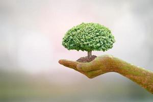 amamos o mundo das ideias. pequena árvore natureza borrão background.world dia do meio ambiente. foto