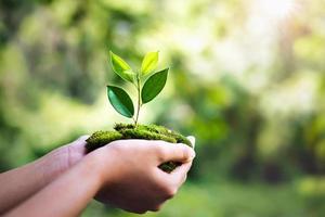 planta de mão segurando crescendo em fundo verde com sol foto