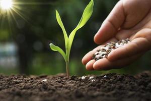 mão do agricultor está derramando fertilizantes químicos para milho jovem na fazenda foto