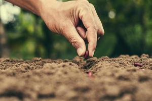 mão plantando sementes de feijão na horta e luz quente. conceito de agricultura foto