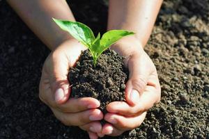 mão segurando uma árvore jovem para plantio. conceito eco dia da terra foto