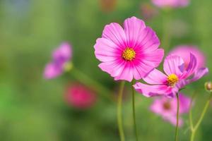 cosmos flores que desabrocham no jardim foto