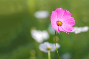 cosmos flores que desabrocham no jardim foto