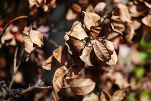 folha seca no brunch com luz solar no parque natural e floresta foto