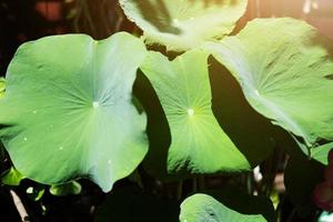 folhas de lótus com fundo de luz solar foto