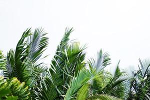 floresta de mangue em tempestade soprando no vento contra em branco nublado e céu foto