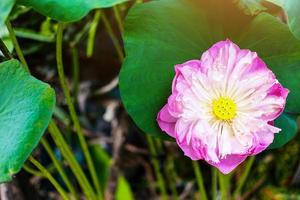 flor de nenúfar na lagoa fonte linda no fundo verde da natureza foto