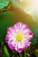 flor de nenúfar na lagoa fonte linda no fundo verde da natureza foto