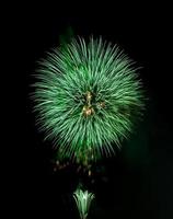 o fogo de artifício verde foto