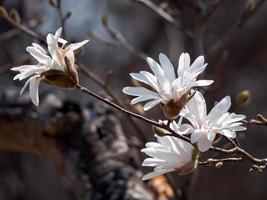 flores de magnólia branca em uma árvore foto