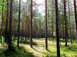 maravilhosa floresta ensolarada. caminhada e caminhada foto