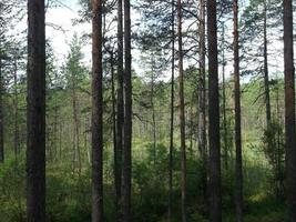vista da floresta através das árvores. caminhada e caminhada foto