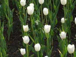 tulipas brancas. canteiro de flores. foto