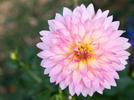 flor de dália rosa fresca está florescendo. foto