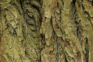 textura de fundo de madeira natural de casca de álamo velho foto