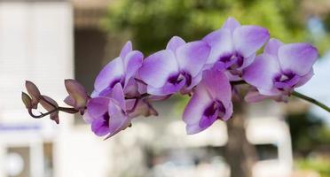 orquídea flores beleza na natureza foto