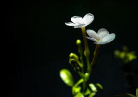 flores brancas, pequenas e frágeis, jasmim crepe gerdenia foto
