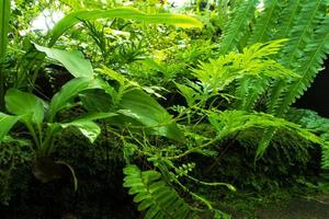 folhas frescas de samambaia com musgo e algas no jardim tropical foto