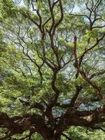 ramo complexo da grande árvore fresca. foto
